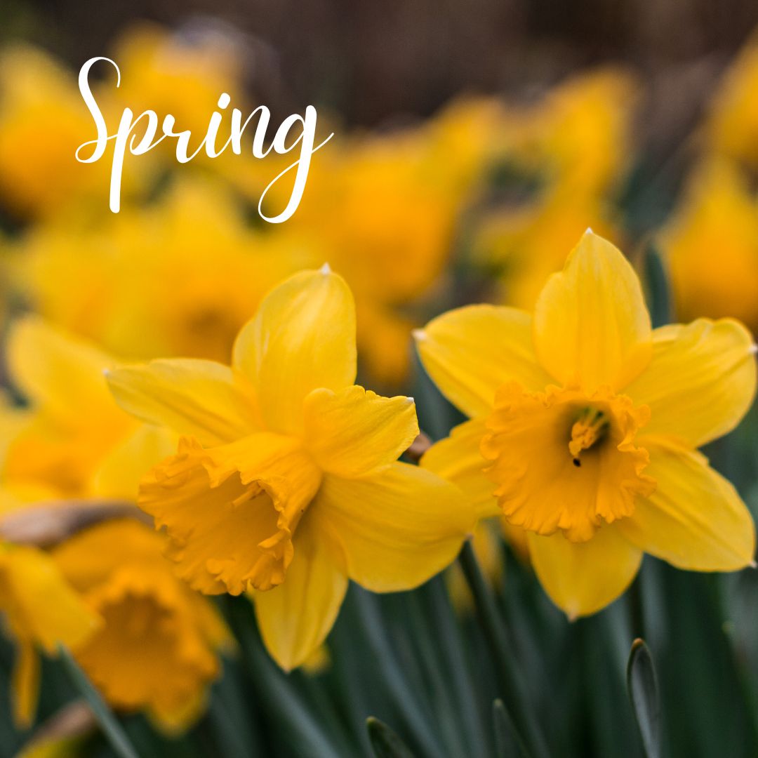 The Art of Scenting Your Home for Spring